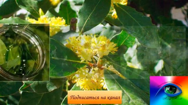 ЛАВРОВЫЙ ЛИСТ. 20 целебных свойств лаврового листа, рецепты