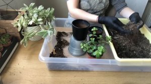 Портулакария пересадка и уход