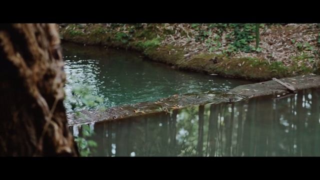 Дендрарий. Японский Сад. Сочи 2023. смотреть онлайн