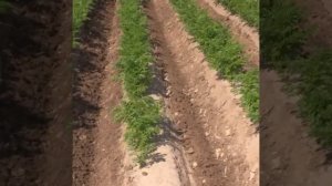 Работа российского мощного культиватора - гребнеобразователя Колнаг видео.mp4