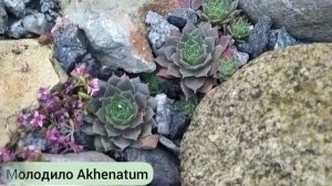 Прогулка по саду.Как поживают почвопокровные растения в мини-рокарии.