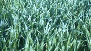 Брызгаем пшеницу от сорняков Новыми Гербицидами. 2022