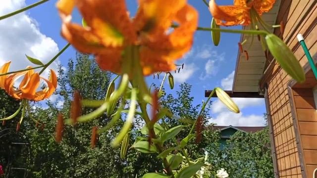 Видовые лилии-- Генри и Леди Элис.