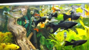 поменял рыбу в 500 литрах, добавил растений в домашний аквариум