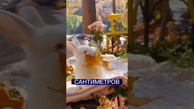 Самое популярное домашнее животное?