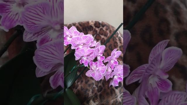 Фаленопсис мултифлора ,, Manta Penida,, .Цветение в марте 2022 г. смотреть онлайн