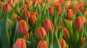 Сорт тюльпанов Timeout. Оранжевый сорт для выгонки на 8 Марта