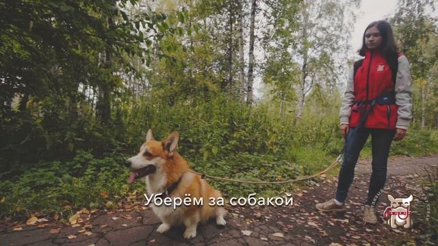 Выгул собак. Сервис для выгула собак - Гульдог смотреть онлайн