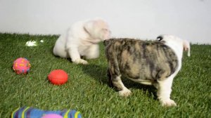 BULLCANES English Bulldog Breeder - Donough - Petunia