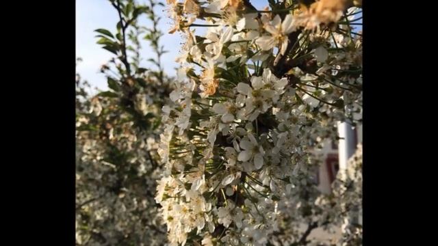 "Колоновидная" вишня МОРОЗОВКА - урожай без хлопот уже на следующий год! смотреть онлайн