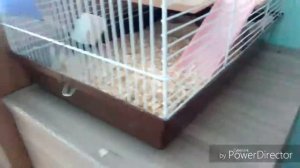 ~Какой наполнитель подходит хомяку? ~|Всё о уборке в клетке  |  Лайфхаки и советы |~