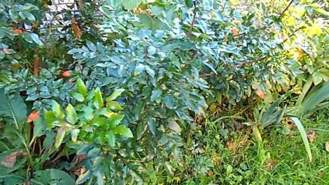 НА ДАЧЕ 30 сентября) РЕЖЕМ) САДИМ) ШУТИМ) смотреть онлайн