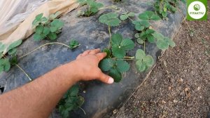 Три основных правила по выращиванию  НСД или рем клубники.