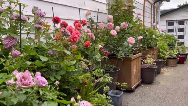 My garden tour in June -2022, David Austin and the other romantic roses смотреть онлайн