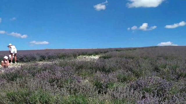 Лавандовое поле в Крыму 😍
