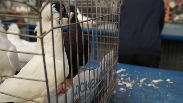 ЯРМАРКА ГОЛУБЕЙ. МОСКВА 22.08.20#голуби#ярмаркаголубей#ярмарка смотреть онлайн