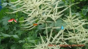 Волжанка двудомная Неффи (kneiffii) ? обзор: как сажать, рассада, саженцы волжанки Неффи