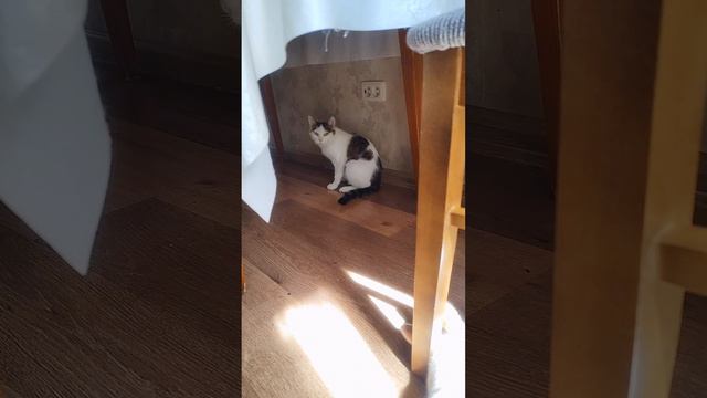 Солнечные коты в добрые руки