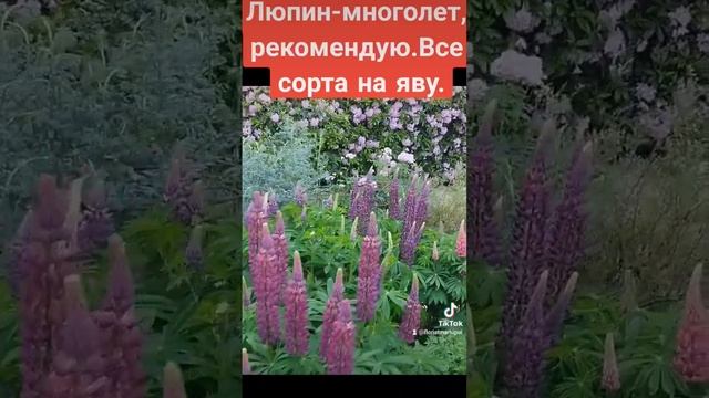 Люпины многолетние.