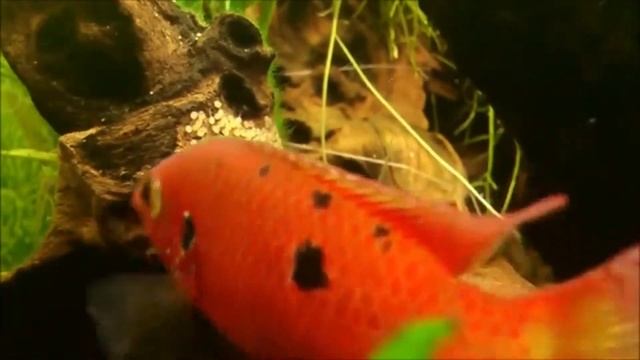 Hemichromis bimaculatus Хромис Красавец продажа оптом смотреть онлайн