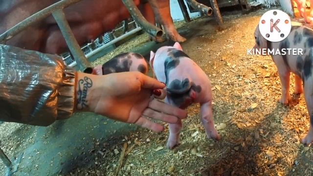 ‼️Жизнь в свинарнике ???‼️Вечно недовольная я ? смотреть онлайн