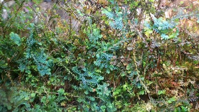 Club Moss in My Terrarium! and Peacock Fern in the Aquarium/Terrarium - It is Mossy & Ferny Here! смотреть онлайн