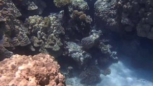 риф отеля Парк Регенси Шарм (экс. Хайят)