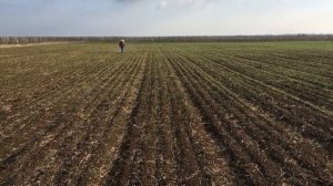 Обработка от злаковых сорняков в посевах чеснока