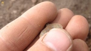 ПОЛТИННИК!!! Наконец крупное серебро! Коп с деусом на холме у речки - большие монеты | Золотое Хобб