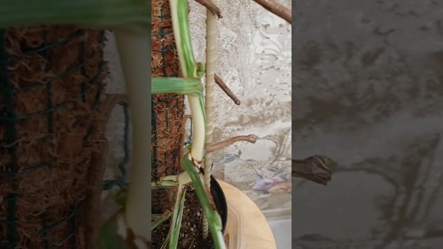 Монстера Альба обзор моей Царицы смотреть онлайн