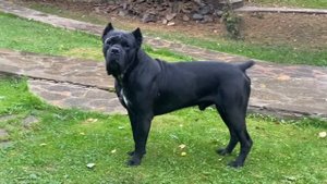 Шикарный черный кане корсо Кинг гуляет с кане корсо и минибульками.