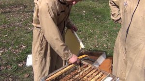 БАКФАСТ и КАРНИКА весенние расширение пчелосемей вощиной