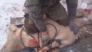 как связать поросенка при кастрации. ( подробно)