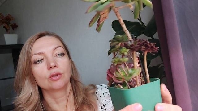 Моя домашняя коллекция эониумов