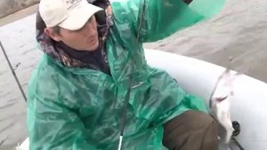 Ловля судака осенью на джиг. Техника ловли, приманки, снасти.