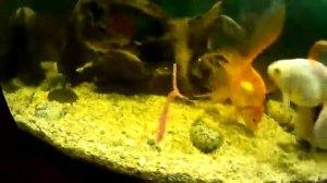 Игра приманки Mad Wag под водой.