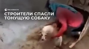 Строители спасли тонущую собаку