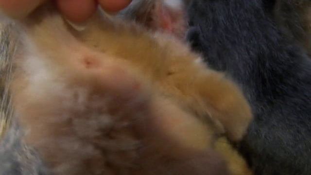 Как определить пол новорожденного котёнка смотреть онлайн