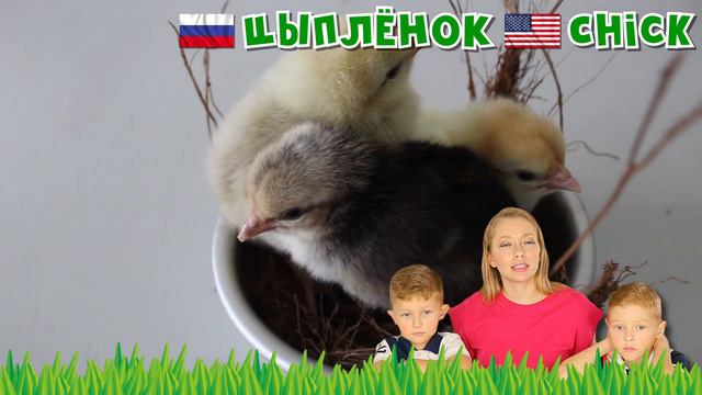 ЧТО ЭТО ДОМАШНЕЕ ЖИВОТНОЕ? - Часть 3 ❤️ ЖИВОТНЫЕ, ЦЫПЛЁНОК, ПОРОСЁНОК ❤️ УЧИМ ЖИВОТНЫХ ДЛЯ ДЕТЕЙ смотреть онлайн