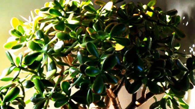 Что добавить в денежное дерево для цветения.Толстянка денежное дерево в домашних условиях. смотреть онлайн