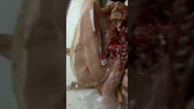 Выростил броилера на 7 кг выход мяса смотреть онлайн