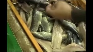 Линия филетирования скумбрии, сельди и др.