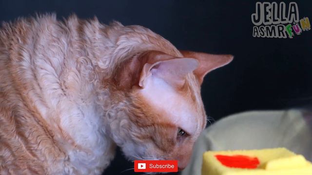 ASMR MUKBANG 먹방, YELLOW FOOD, CHOCOLATE, ICE CREAM, CAKE (CAT MORIS EATING CHICKEN) 케이크, 컬러, 아이스크림