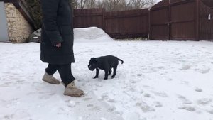Щенок американского булли ‘ тип классик’ свободен к покупке ?