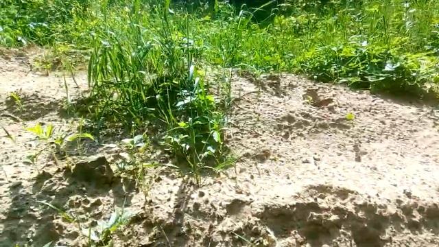 Бабочка углокрыльница и стрекоза решётчатая.