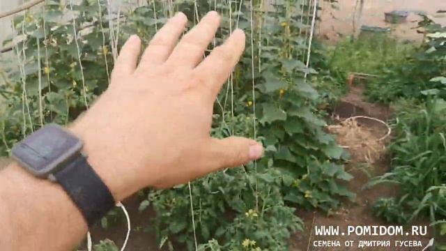 Огурцы в Помидорной теплице. Почему можно и нужно сажать огурцы вместе с помидорами. смотреть онлайн