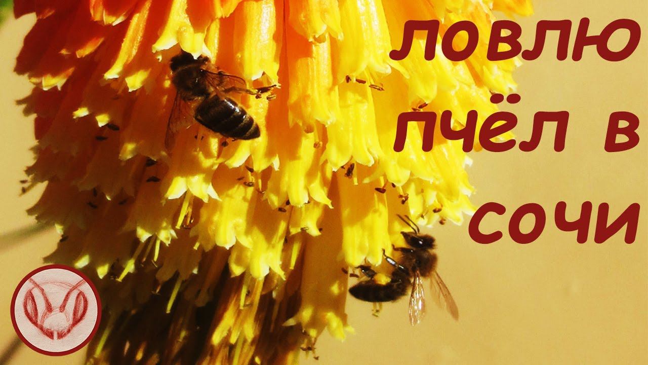 Ловлю пчёл в Сочи Июль 2019 года Море Горы Реки Лес