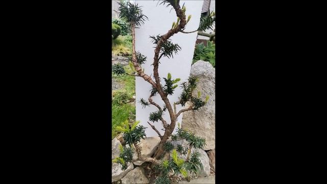 taxus baccata - tisa. buduči bonsai смотреть онлайн