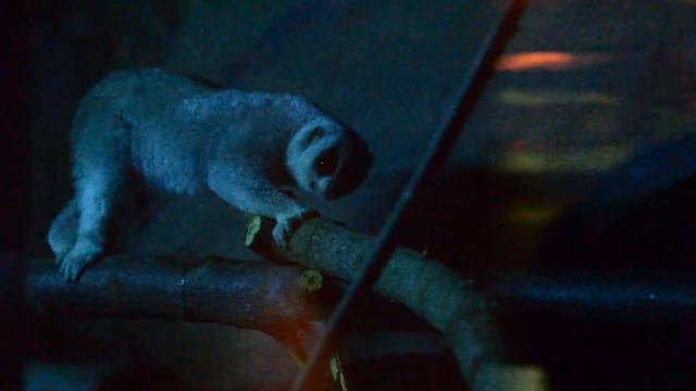 Толстый лори в Новосибирске смотреть онлайн