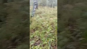 Щенок западно Сибирской лайки 5 месяцев